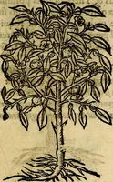 Picture 202 of 207 from Francisci Sanctii Brocensis .. (1573), leaf 558
