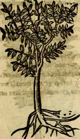 Picture 203 of 207 from Francisci Sanctii Brocensis .. (1573), leaf 560