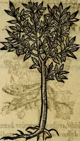 Picture 204 of 207 from Francisci Sanctii Brocensis .. (1573), leaf 561