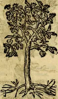 Picture 205 of 207 from Francisci Sanctii Brocensis .. (1573), leaf 562