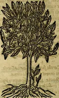 Picture 206 of 207 from Francisci Sanctii Brocensis .. (1573), leaf 563
