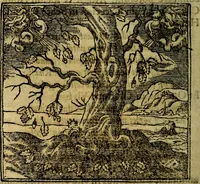 An illustration from Francisci Sanctii Brocensis .. (1573)