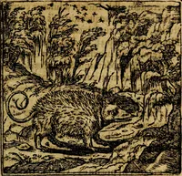 An illustration from Francisci Sanctii Brocensis .. (1573)