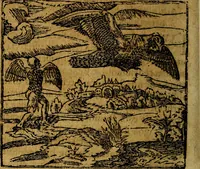 An illustration from Francisci Sanctii Brocensis .. (1573)