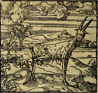 An illustration from Francisci Sanctii Brocensis .. (1573)