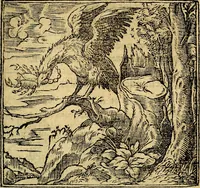 An illustration from Francisci Sanctii Brocensis .. (1573)