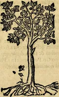 Picture 190 of 202 from Francisci Sanctii Brocensis .. (1573), leaf 544