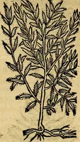 An illustration from Francisci Sanctii Brocensis .. (1573)