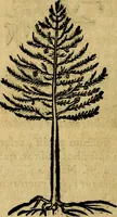 Picture 192 of 202 from Francisci Sanctii Brocensis .. (1573), leaf 547
