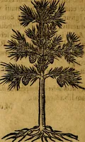 An illustration from Francisci Sanctii Brocensis .. (1573)