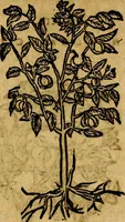 Picture 194 of 202 from Francisci Sanctii Brocensis .. (1573), leaf 550