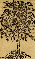 Picture 197 of 202 from Francisci Sanctii Brocensis .. (1573), leaf 554