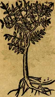 Picture 198 of 202 from Francisci Sanctii Brocensis .. (1573), leaf 556