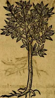 Picture 199 of 202 from Francisci Sanctii Brocensis .. (1573), leaf 557