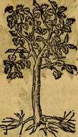 An illustration from Francisci Sanctii Brocensis .. (1573)
