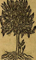 Picture 201 of 202 from Francisci Sanctii Brocensis .. (1573), leaf 559