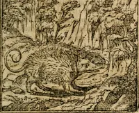 An illustration from Francisci Sanctii Brocensis In inclyta Salmaticensi Academia Rhetoricæ, Graecæque linguæ professoris Comment. in And. Alciati Emblemata : nunc denuò multis in locis accuratè recognita, & quamplurimis figuris illustrata ; cum indice copiosissimo (1573)