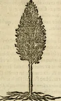 Picture 198 of 212 from Francisci Sanctii Brocensis In inclyta Salmaticensi Academia Rhetoricæ, Graecæque linguæ professoris Comment. in And. Alciati Emblemata : nunc denuò multis in locis accuratè recognita, & quamplurimis figuris illustrata ; cum indice copiosissimo (1573), leaf 546