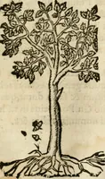 Picture 199 of 212 from Francisci Sanctii Brocensis In inclyta Salmaticensi Academia Rhetoricæ, Graecæque linguæ professoris Comment. in And. Alciati Emblemata : nunc denuò multis in locis accuratè recognita, & quamplurimis figuris illustrata ; cum indice copiosissimo (1573), leaf 548