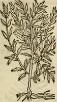 An illustration from Francisci Sanctii Brocensis In inclyta Salmaticensi Academia Rhetoricæ, Graecæque linguæ professoris Comment. in And. Alciati Emblemata : nunc denuò multis in locis accuratè recognita, & quamplurimis figuris illustrata ; cum indice copiosissimo (1573)