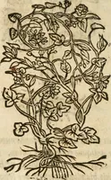 An illustration from Francisci Sanctii Brocensis In inclyta Salmaticensi Academia Rhetoricæ, Graecæque linguæ professoris Comment. in And. Alciati Emblemata : nunc denuò multis in locis accuratè recognita, & quamplurimis figuris illustrata ; cum indice copiosissimo (1573)