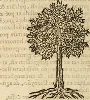 An illustration from Francisci Sanctii Brocensis In inclyta Salmaticensi Academia Rhetoricæ, Graecæque linguæ professoris Comment. in And. Alciati Emblemata : nunc denuò multis in locis accuratè recognita, & quamplurimis figuris illustrata ; cum indice copiosissimo (1573)