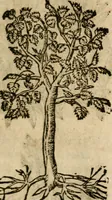 An illustration from Francisci Sanctii Brocensis In inclyta Salmaticensi Academia Rhetoricæ, Graecæque linguæ professoris Comment. in And. Alciati Emblemata : nunc denuò multis in locis accuratè recognita, & quamplurimis figuris illustrata ; cum indice copiosissimo (1573)