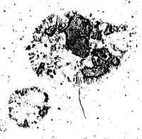 An illustration from Le triomphe de la langue françoise, dans lequel les principales difficultés qui s'y rencontrent sont revnersées [microform] (1664)