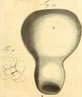 Picture 26 of 60 from Frederici Ruyschii ... Observationum anatomico-chirurgicarum centuria : accedit catalogus rariorum, quae in museo Ruyschiano asservantur ... (1691), leaf 120