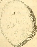 An illustration from Frederici Ruyschii ... Observationum anatomico-chirurgicarum centuria : accedit catalogus rariorum, quae in museo Ruyschiano asservantur ... (1691)