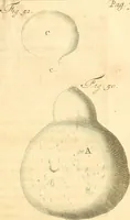 An illustration from Frederici Ruyschii ... Observationum anatomico-chirurgicarum centuria : accedit catalogus rariorum, quae in museo Ruyschiano asservantur ... (1691)