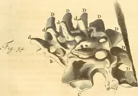 An illustration from Frederici Ruyschii ... Observationum anatomico-chirurgicarum centuria : accedit catalogus rariorum, quae in museo Ruyschiano asservantur ... (1691)
