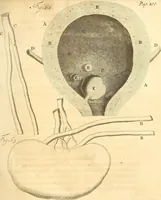 Picture 39 of 60 from Frederici Ruyschii ... Observationum anatomico-chirurgicarum centuria : accedit catalogus rariorum, quae in museo Ruyschiano asservantur ... (1691), leaf 182