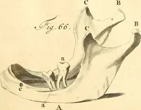 Picture 42 of 60 from Frederici Ruyschii ... Observationum anatomico-chirurgicarum centuria : accedit catalogus rariorum, quae in museo Ruyschiano asservantur ... (1691), leaf 194