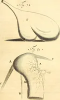 An illustration from Frederici Ruyschii ... Observationum anatomico-chirurgicarum centuria : accedit catalogus rariorum, quae in museo Ruyschiano asservantur ... (1691)