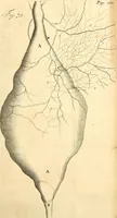 Picture 49 of 60 from Frederici Ruyschii ... Observationum anatomico-chirurgicarum centuria : accedit catalogus rariorum, quae in museo Ruyschiano asservantur ... (1691), leaf 218