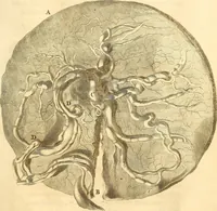 An illustration from Frederici Ruyschii ... Observationum anatomico-chirurgicarum centuria : accedit catalogus rariorum, quae in museo Ruyschiano asservantur ... (1691)