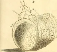 An illustration from Frederici Ruyschii ... Observationum anatomico-chirurgicarum centuria : accedit catalogus rariorum, quae in museo Ruyschiano asservantur ... (1691)