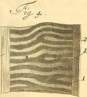An illustration from Frederici Ruyschii ... Observationum anatomico-chirurgicarum centuria : accedit catalogus rariorum, quae in museo Ruyschiano asservantur ... (1691)