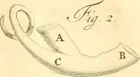 An illustration from Frederici Ruyschii ... Observationum anatomico-chirurgicarum centuria : accedit catalogus rariorum, quae in museo Ruyschiano asservantur ... (1691)