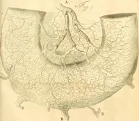 An illustration from Frederici Ruyschii ... Observationum anatomico-chirurgicarum centuria : accedit catalogus rariorum, quae in museo Ruyschiano asservantur ... (1691)
