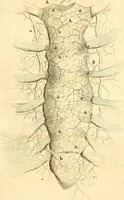 An illustration from Frederici Ruyschii ... Observationum anatomico-chirurgicarum centuria : accedit catalogus rariorum, quae in museo Ruyschiano asservantur ... (1691)