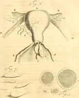 An illustration from Frederici Ruyschii ... Observationum anatomico-chirurgicarum centuria : accedit catalogus rariorum, quae in museo Ruyschiano asservantur ... (1691)