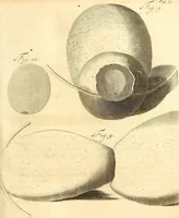 An illustration from Frederici Ruyschii ... Observationum anatomico-chirurgicarum centuria : accedit catalogus rariorum, quae in museo Ruyschiano asservantur ... (1691)