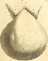An illustration from Frederici Ruyschii ... Observationum anatomico-chirurgicarum centuria : accedit catalogus rariorum, quae in museo Ruyschiano asservantur ... (1691)