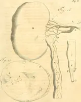 An illustration from Frederici Ruyschii ... Observationum anatomico-chirurgicarum centuria : accedit catalogus rariorum, quae in museo Ruyschiano asservantur ... (1691)
