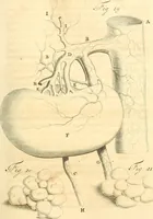 An illustration from Frederici Ruyschii ... Observationum anatomico-chirurgicarum centuria : accedit catalogus rariorum, quae in museo Ruyschiano asservantur ... (1691)