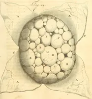 An illustration from Frederici Ruyschii ... Observationum anatomico-chirurgicarum centuria : accedit catalogus rariorum, quae in museo Ruyschiano asservantur ... (1691)