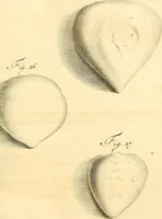 An illustration from Frederici Ruyschii ... Observationum anatomico-chirurgicarum centuria : accedit catalogus rariorum, quae in museo Ruyschiano asservantur ... (1691)