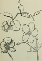 An illustration from Free-hand drawing : a manual for teachers and students (1904)